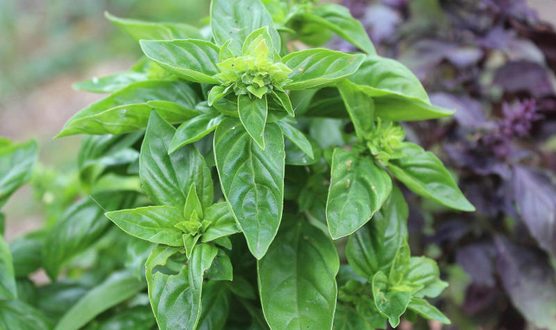 basil leaves